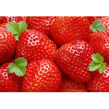 neue Ernte IQF lose Erdbeeren ganz